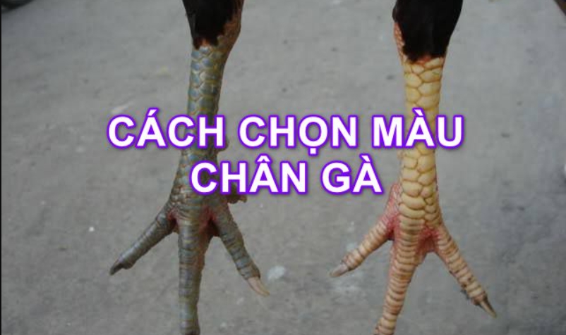 Cách Chọn Màu Chân Gà Đá Cho Các Kê Thủ Mới 